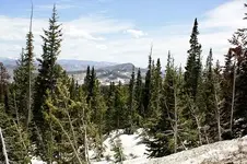 rabbitears1.webp