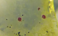 reddots.webp