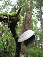 clam great pacific NW tree.webp