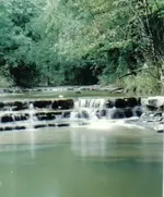 161.webp