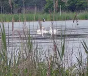Swan Family_edited-1.webp