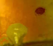 NW tree clam in glass.webp
