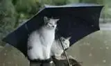 thumbnailCA90HQ2H.webp