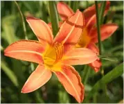 flower-400.webp