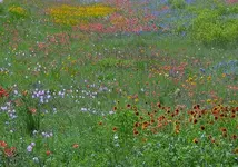 wildflowers.webp