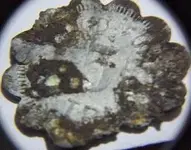 ugly token 002.webp