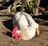 rooster_508.webp