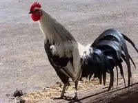 rooster.webp