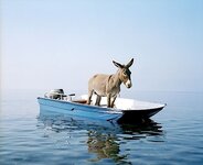 donkeyinboat.jpg