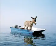 donkeyinboat.webp