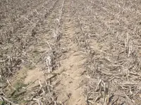 corn 007 (824 x 618).webp