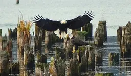 Eagles.webp