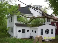 fallen tree.webp