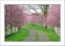 spring1.webp