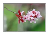 spring2.webp
