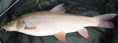 barbel.webp