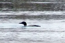 loon 2.webp