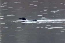 loon 3.webp