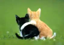 2kittenpals.webp