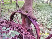 wierdtree2.webp