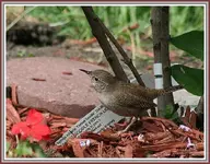 IMG_4621 WREN TRYING TO READ.webp