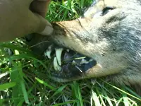 jspn_DSC00067.webp