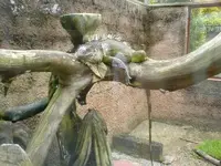 Lizzy.webp