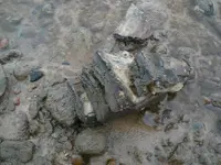 Mammoths tooth and meeting 006.webp