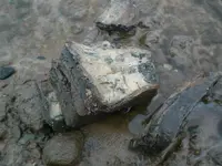 Mammoths tooth and meeting 007.webp