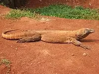 256px-Komodo_dragon_Varanus_komodoensis_Ragunan_Zoo_2.webp