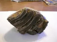 Mammoths tooth and meeting 016.webp