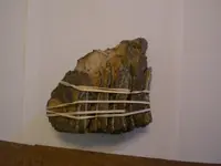 Mammoths tooth and meeting 018.webp