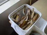 Razor clams-Ocean Shores 3-28-09.webp