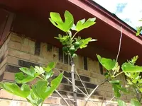 figs.webp