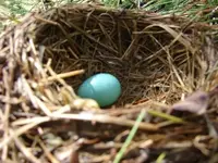 first egg.webp