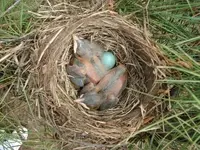 now hatched.webp