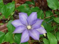 clematis lavender.webp