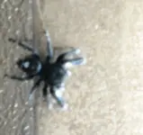 spider 018.webp