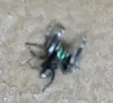 spider 012.webp