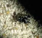 spider 010.webp