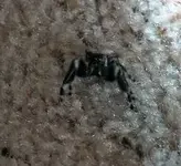 spider 009.webp