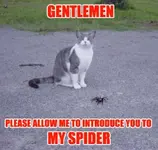 cat-spider.thumbnail.webp