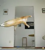 flying_cat.webp flying_cat.webp