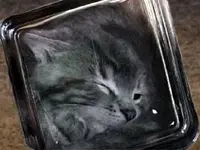 squishGray.webp