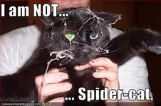 spidercat.webp