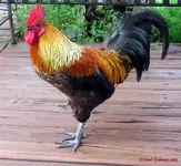 head-rooster.webp
