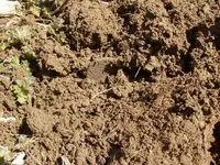 LC in dirt.webp LC in dirt.webp