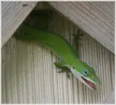 GECKO.webp