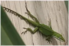 GECKO 3.webp