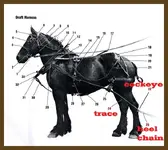 harness.webp